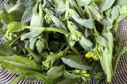 とう立ち小松菜①