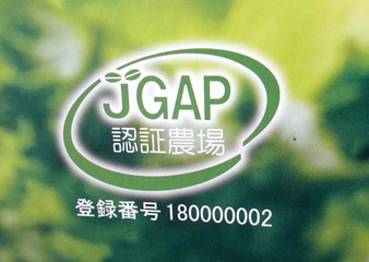 グリーンランド21