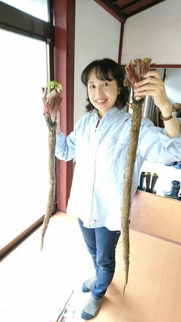 沢野ごぼう (18)