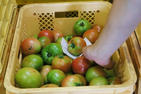 よもぎたトマト