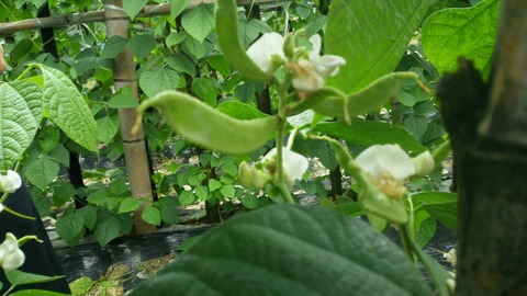 加賀つるまめ (10)