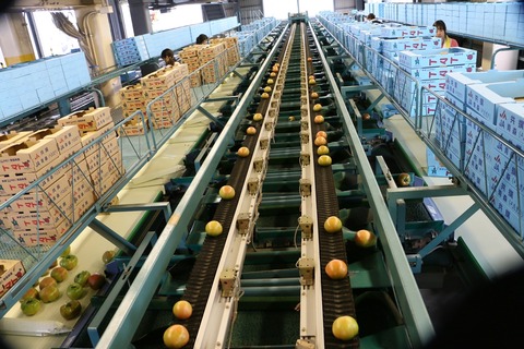 よもぎたトマト