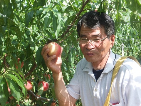 色づいた桃を丁寧に収穫する藤渕満博さん