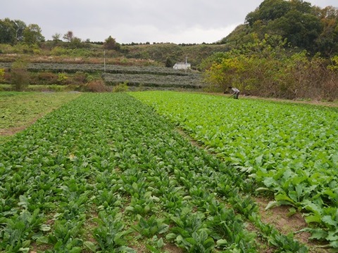 ほうれんそうとかぶ