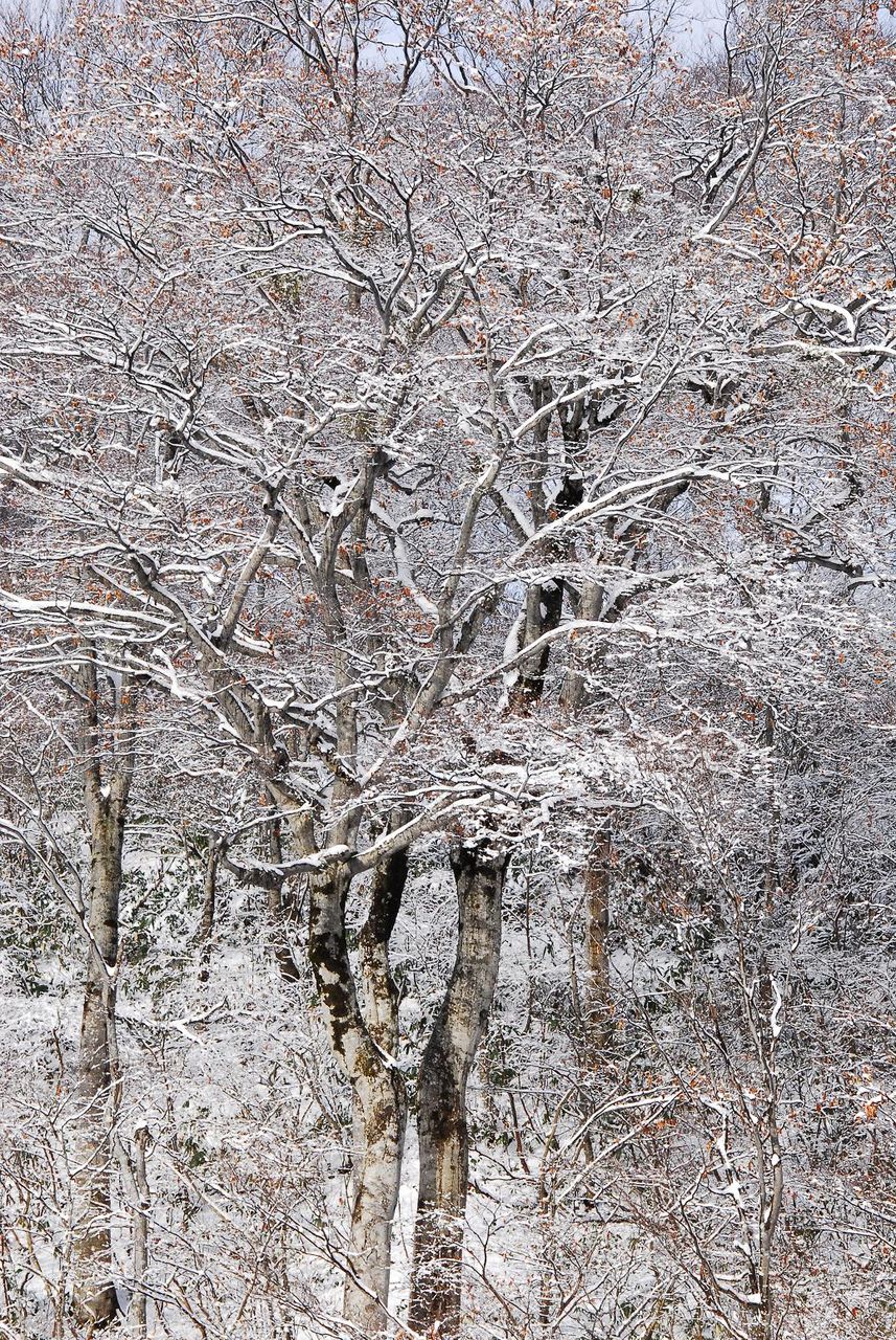 DSC_0253-1
