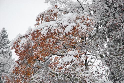 広葉樹の冠雪害（11月のドカ雪で枝折れ） : 日本の原風景
