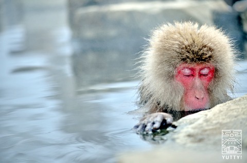 saru-onsen-yutty-photo4