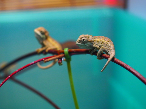 P1010067