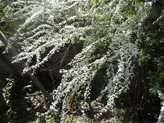 IMG_3547