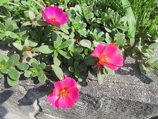IMG_2777