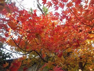 IMG_4205
