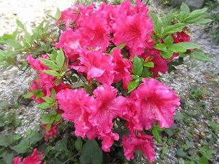 IMG_3731