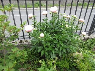 IMG_3769