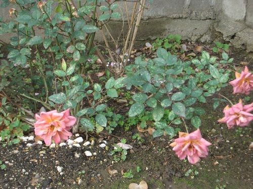 2009年ブログ