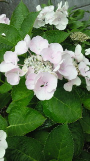 201006200934000[1]