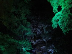 DSCF4007