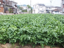 DSCF3934