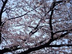 2009_04060006