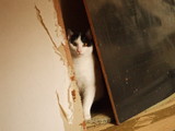 2008_03020061