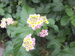 DSCF4116