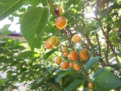 DSCF2536
