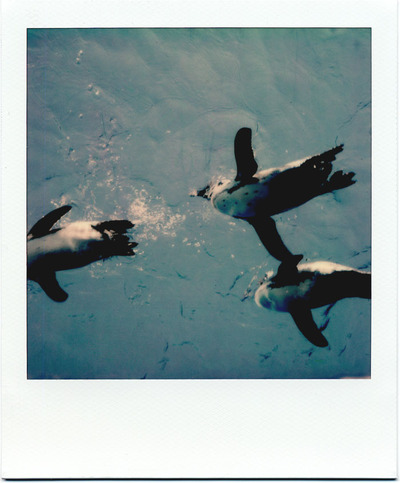 Polaroidoriginals
