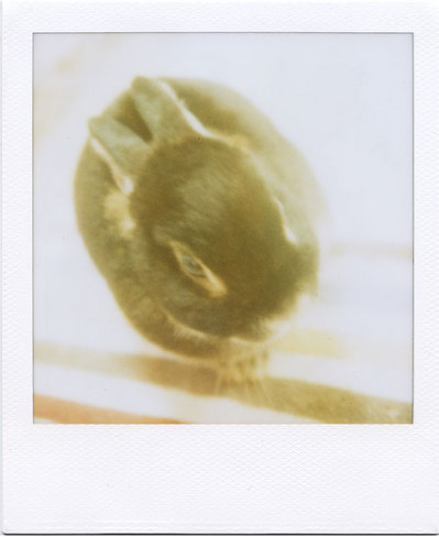 2010-2-8-cookie