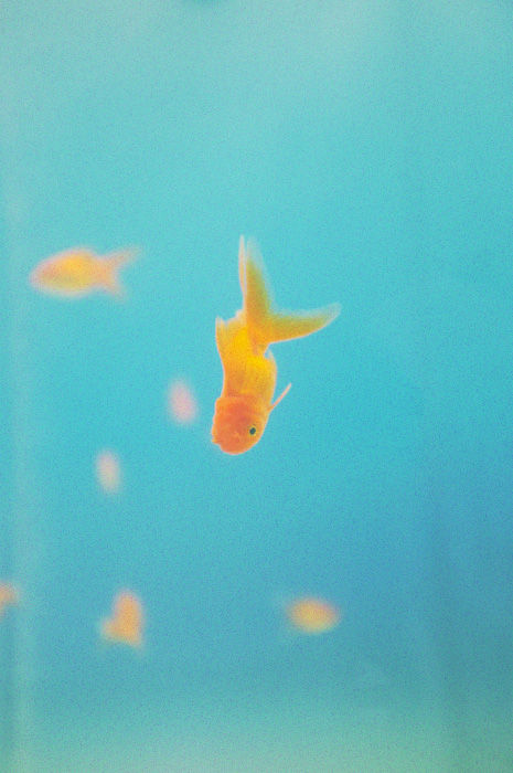 金魚DSF2353