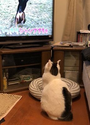 画面見るネコ ゆずの本箱