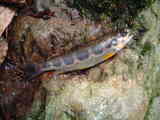 amego2
