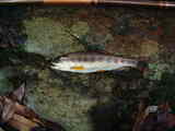 amego1