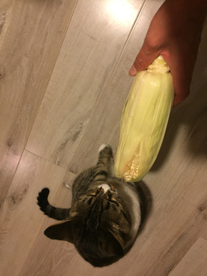 2017-08-07-21-34-24