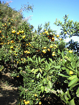 resize0812