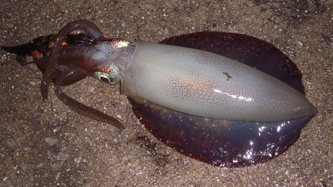 egi03