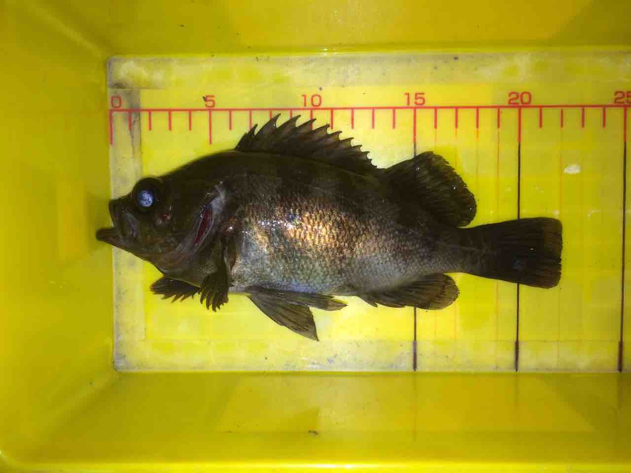 FullSizeRender
