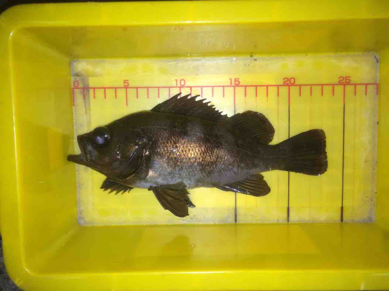 FullSizeRender