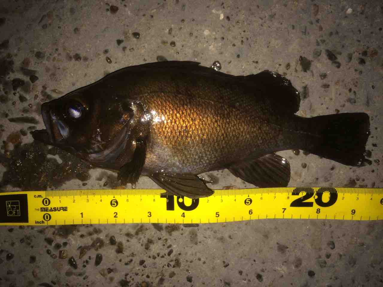 FullSizeRender