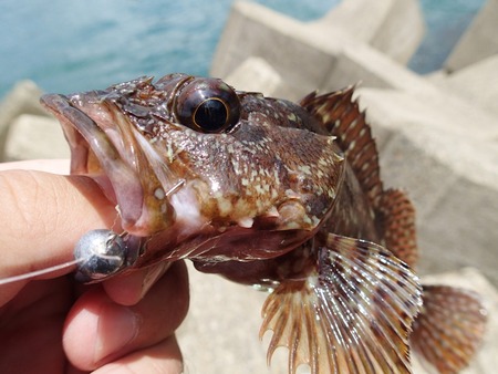 癒し系根魚