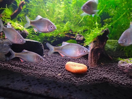 タナゴたち
