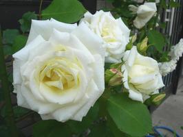 Pauls_lemon_pillar_2 Pauls_lemon_pillar_2
