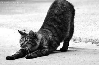 yoga cat pose