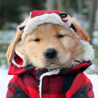 Winter-Dog