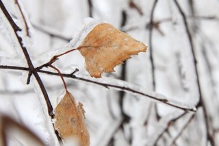 frozen_leaves_in_winter_187822[1]
