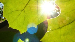 light-leaves