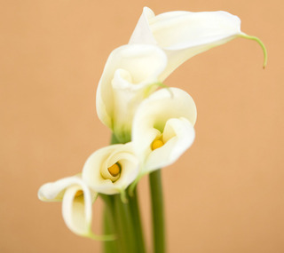 whitecalla lily