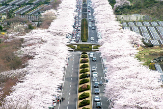 富士霊園桜