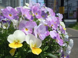 DSCN0129
