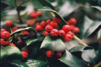 kanda_hiiragi_smallimage