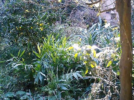 hayama_motohatakenokusamura_smallimage