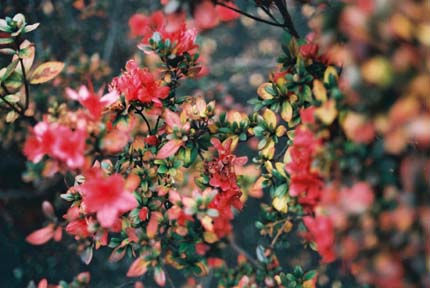 ocyanomizu_tsutsuji_smallimage